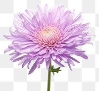 PNG Aster blossom flower dahlia. 