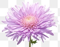 PNG Aster blossom flower dahlia. 