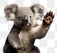 PNG Koala wildlife animal mammal. AI generated Image by rawpixel.