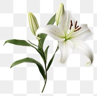 PNG Flower plant petal white. AI generated Image by rawpixel.