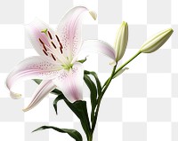 PNG Blossom flower petal plant. AI generated Image by rawpixel.