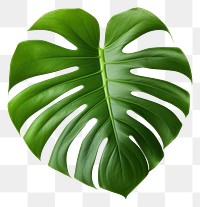 PNG Plant leaf white background xanthosoma. 