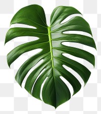 PNG Plant leaf white background xanthosoma. 