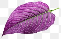 PNG Leaf purple plant petal. 