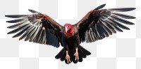 PNG Vulture flying animal condor. 