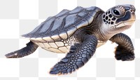 PNG Reptile animal turtle transparent background. 