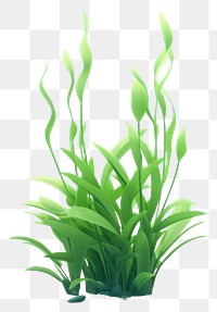 PNG Green aquatic plant grass. 