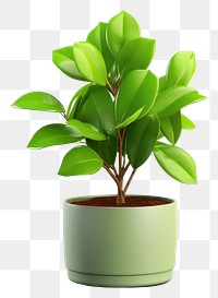 PNG Bonsai plant leaf houseplant. 