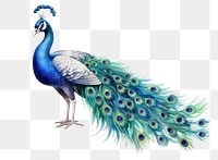 PNG Peacock animal bird creativity. 