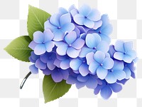 PNG Hydrangea flower plant lilac. 