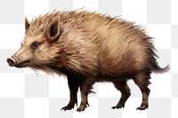 Wildlife mammal animal boar. 