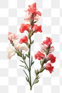 PNG Flower gladiolus blossom petal. 