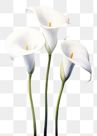 PNG Flower petal plant white. 