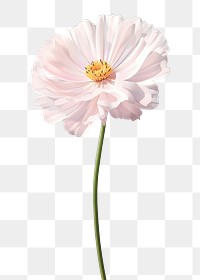 PNG Flower blossom cosmos petal