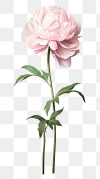 PNG Flower plant peony rose