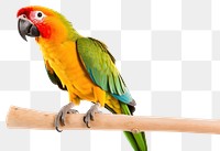 PNG Parrot animal bird transparent background