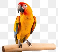 PNG Parrot animal bird lovebird transparent background