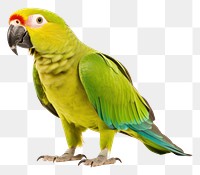 PNG Parrot animal bird transparent background