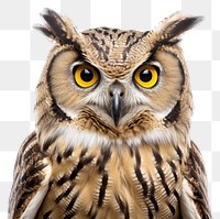 PNG Owl animal beak bird transparent background