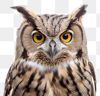 PNG Owl animal beak bird transparent background