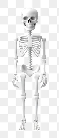 PNG Representation skeleton anatomy cartoon. 