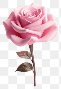 PNG Rose flower plant pink. 