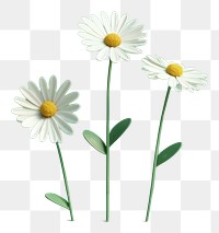 PNG Flower daisy plant green. AI generated Image by rawpixel.