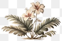 PNG Drawing plant flower sketch. AI generated Image by rawpixel.