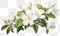 PNG Flower blossom plant white. .