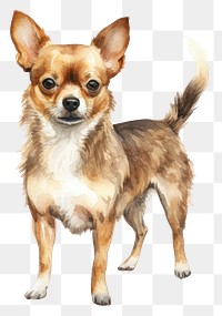 PNG Dog chihuahua mammal animal. 