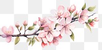 PNG Blossom flower branch plant. AI generated Image by rawpixel.