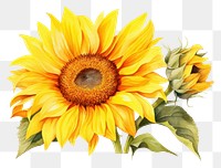 PNG Sunflower plant transparent background inflorescence. 