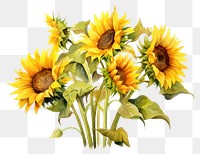 PNG Sunflower plant transparent background inflorescence. 