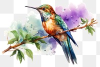 PNG Hummingbird animal beak transparent background