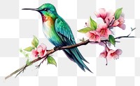 PNG Hummingbird animal flower plant transparent background