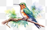 PNG Hummingbird animal beak tree transparent background