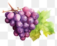 PNG Grapes fruit plant food transparent background