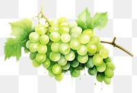 PNG Grapes fruit plant green transparent background