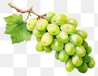 PNG Grapes fruit plant green transparent background