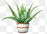 PNG Plant aloe xanthorrhoeaceae transparent background. 