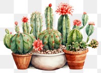 PNG Cactus plant transparent background creativity. 