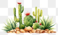PNG Cactus plant transparent background pineapple. AI generated Image by rawpixel.