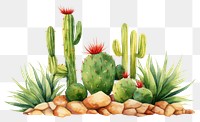 PNG Cactus plant transparent background pineapple. 