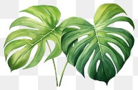 PNG Plant leaf transparent background xanthosoma. 