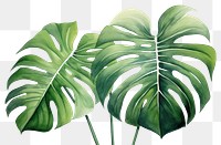 PNG Plant leaf transparent background. 