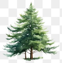 PNG Tree pine plant fir. AI generated Image by rawpixel.