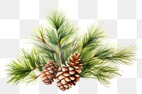 PNG Pine plant tree transparent background. .