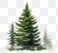 PNG Plant tree pine fir. 