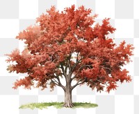 PNG Tree plant maple red. 