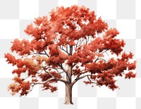 PNG Tree plant maple red. AI generated Image by rawpixel.